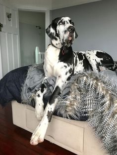 a dalmatian dog laying on top of a bed next to a wooden floor