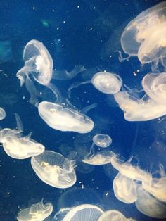 many jellyfish are swimming in the water