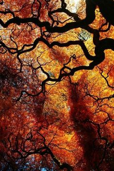 the branches of trees with orange leaves are shown in this photograph, looking up at the sky