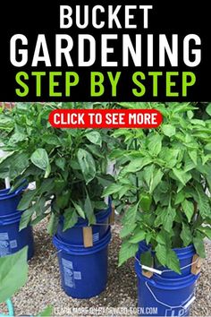 bucket gardening step by step guide for beginners to learn how to grow and care for your garden