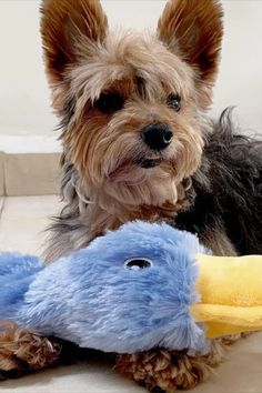 a small dog sitting next to a stuffed animal