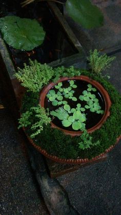 a potted plant with water and plants in it