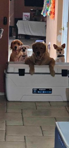 three dogs are sitting in a cooler on the floor