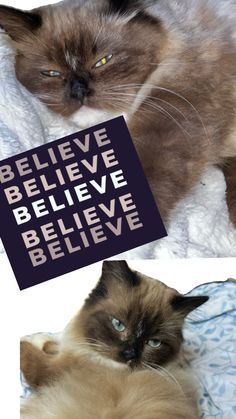 two different pictures of a cat with the caption believe believe