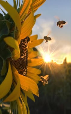 two bees are flying around a sunflower in front of the setting sun with another bee nearby