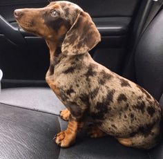 a brown and black dog sitting in the back seat of a car