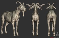 three goats standing next to each other on a black background with the same goat's horns