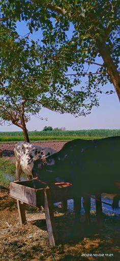 two cows standing next to each other on a field near a tree and water trough