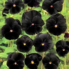 many black flowers are growing in the grass