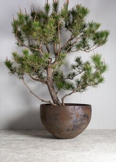 a potted pine tree sitting on top of a table next to a white wall