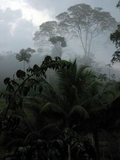 the trees are covered in thick fog on a cloudy day