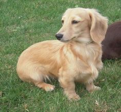 two dogs sitting in the grass next to each other