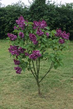 a small tree with purple flowers in the grass