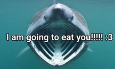 a fish with its mouth open and the words i am going to eat you 3