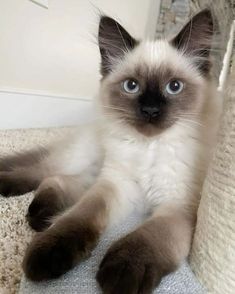 a siamese cat is laying on the carpet