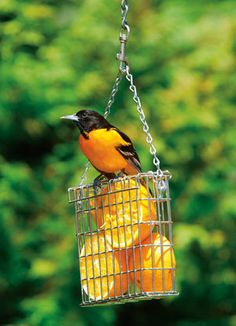 a bird sitting on top of a metal cage filled with oranges in front of trees