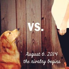 a brown dog standing next to a wooden fence with the caption versus august 6, 2014