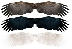 three black and white birds with their wings spread out in different directions on a white background