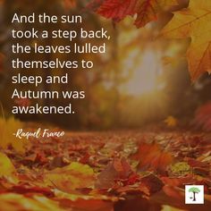 autumn leaves and the sun took a step back, the leaves lilled themselves to sleep and autumn was awaked