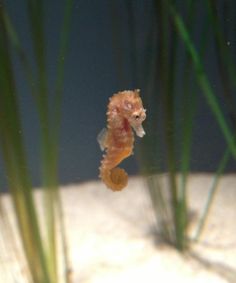 a small sea horse swimming in an aquarium