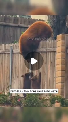 two brown bears standing next to each other near a fence