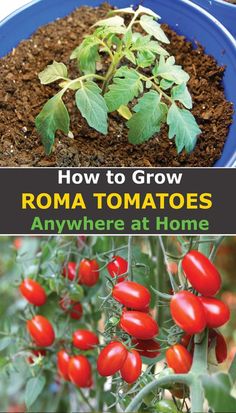 tomatoes growing in the ground and on top of dirt with text overlay how to grow roma tomatoes anywhere at home