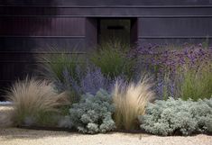 some purple and green plants are in front of a black building with an open door