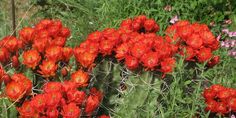 many red flowers are growing in the grass