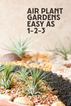 air plant gardens easy as 1 - 2 - 3 with text overlaying the image