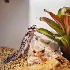 a small gecko sitting on top of a pile of rocks next to a plant