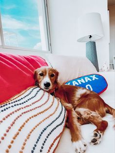 a brown and white dog laying on top of a bed next to a red pillow