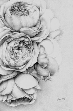 a pencil drawing of two large flowers