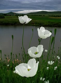 some white flowers are by the water