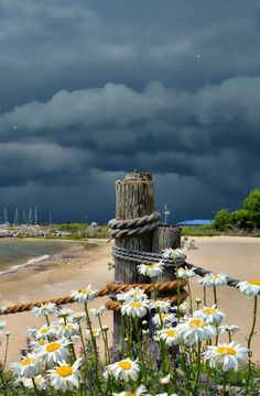 white daisies are growing next to a wooden post on the beach with dark clouds in the background