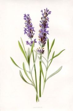 three purple flowers with green stems on a white background