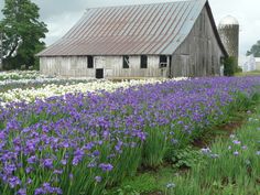 an old barn surrounded by purple and white flowers