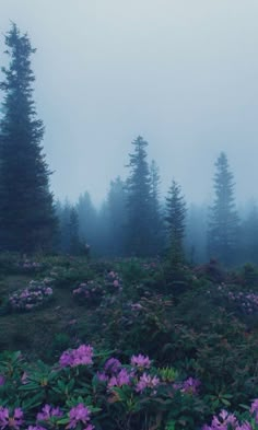 purple flowers are in the foreground and fog is in the background, with pine trees on either side