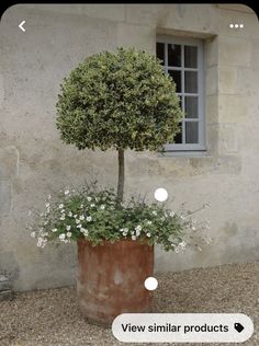 a potted plant sitting in front of a window next to a stone building with white flowers