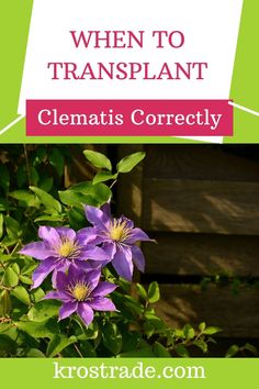 purple clematis flowers with the words when to transplant