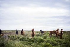 a group of horses standing on top of a lush green field