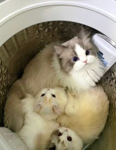 the kittens are huddled together in the washing machine