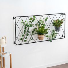 This black metal wire lattice garden trellis is a perfect solution to support and train climbing plants and crawling vines in your garden or indoor spaces. The structure is made of durable 5mm thick wire with a matte black powder-coat finish that adds a touch of elegance to your decor. The ornamental framework provides functional support to your plants and can even be used to grow fruit and vegetables. The trellis can be securely mounted on flat wall surfaces with the included standard mounting Wall Mounted Trellis, Expanding Trellis, Lattice Garden, Metal Lattice, Arch Trellis, Lattice Trellis, Growing Fruit, Garden Trellis, Climbing Plants