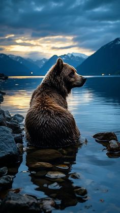 a brown bear sitting in the water at dusk with mountains in the backgroud