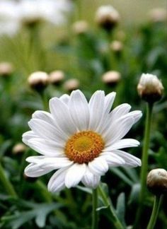 a white flower with yellow center in the rain