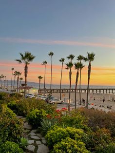 palm trees line the beach as the sun sets