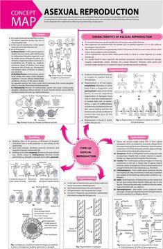 Asexual Reproduction Notes, Personal Essay For College, Reproduction In Plants, Personal Mission Statement Examples, Biology Homework, Mission Statement Examples