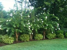 the white flowers are blooming on the trees in the garden, and it's hard to tell what they are