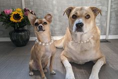 two dogs sitting next to each other on the floor