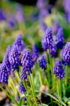 small purple flowers are growing in the grass