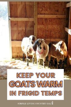 three goats in a barn with the words keep your goats warm in frigid temp